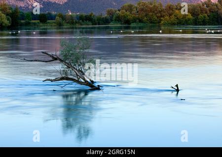 Frankreich, Ain, Saint Benoit, ile de la Sauge, die Rhone Stockfoto