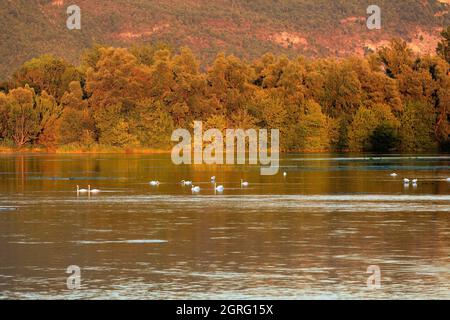 Frankreich, Ain, Saint Benoit, ile de la Sauge, die Rhone Stockfoto