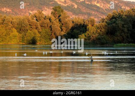 Frankreich, Ain, Saint Benoit, ile de la Sauge, die Rhone Stockfoto
