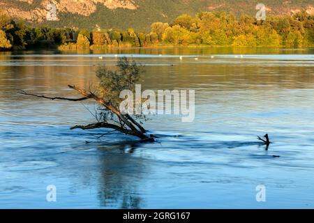 Frankreich, Ain, Saint Benoit, ile de la Sauge, die Rhone Stockfoto