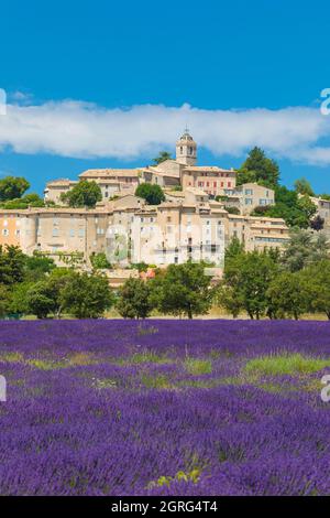 Frankreich, Alpes de Haute Provence, Banon, Bereich der Lavendel Stockfoto