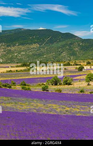 Frankreich, Drome, Drome Provencale, Sault, Ferrassieres, Lavendelfeld Stockfoto