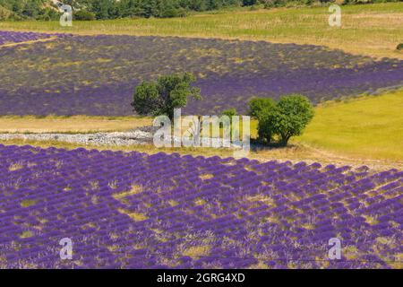 Frankreich, Drome, Drome Provencale, Sault, Ferrassieres, Lavendelfeld Stockfoto