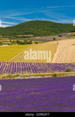 Frankreich, Drome, Drome Provencale, Sault, Ferrassieres, Lavendelfeld Stockfoto