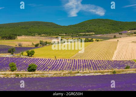 Frankreich, Drome, Drome Provencale, Sault, Ferrassieres, Lavendelfeld Stockfoto