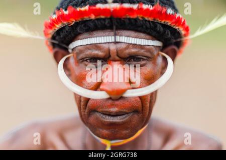 Indonesien, Papua, Stadt Wamena, Porträt eines Mannes aus dem Dani-Stamm, der Wildschweinzähne durch seine Nase trägt. Baliem Valley Cultural Festival, jedes Jahr im August kommen Stämme zusammen, um uralte Kriegsszenen aufzuführen, Parade und Tanz in traditioneller Kleidung Stockfoto