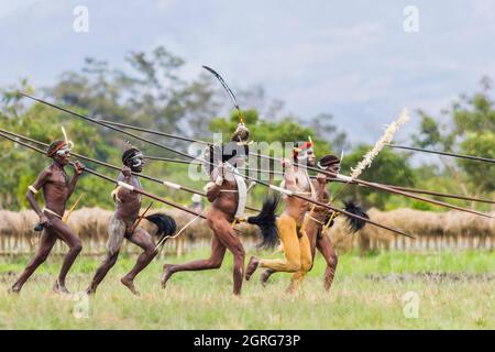 Indonesien, Papua, Stadt Wamena, bewaffnete Angehörige des Dani-Stammes, die eine Stammeskriegsszene nachspielen. Baliem Valley Cultural Festival, jedes Jahr im August kommen Stämme zusammen, um uralte Kriegsszenen aufzuführen, Parade und Tanz in traditioneller Kleidung Stockfoto