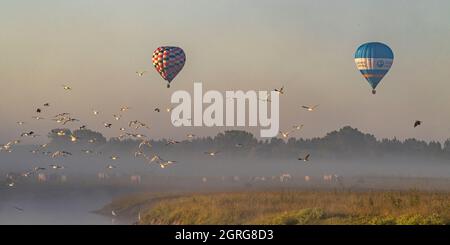 Frankreich, Somme (80), Baie de Somme, Saint-Valery-sur-Somme, Heißluftballonflug über die Zäune im frühen Morgennebel Stockfoto