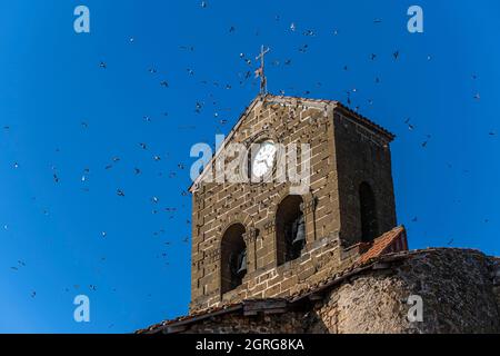 Frankreich, Haute Loire, Allier-Tal, Reilhac, Fensterverschluck (Delichon urbicum) Stockfoto