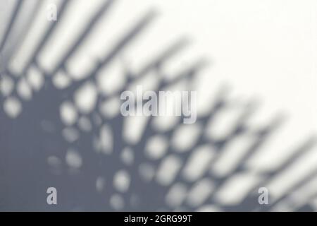 Verschwommenes Muster des Schattens der Palmblätter auf weißem Hintergrund. September, Niederlande. Stockfoto