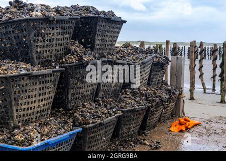 Frankreich, Somme (80), Baie de Somme, Quend-Plage, Muschelbauern ernten Bouchot-Muscheln, die von der Fischerin auf dem Traktoranhänger abgelagert wurden, das Netz gespalten wird, die anhaftenden Muscheln abgekratzt und dann mit einer Schaufel in die Fallen gestellt werden Stockfoto