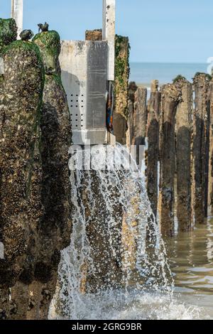 Frankreich, Somme (80), Baie de Somme, Quend-Plage, Muschelzüchter ernten Bouchot-Muscheln, der Fischer zieht die Muscheln aus den Bouchots und stellt sie auf das Traktorbett; die Arbeiter müssen dann die Netze von Hand kratzen, um die anhaftende Muschel zu entfernen Stockfoto