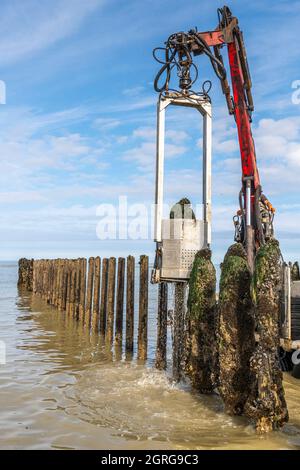 Frankreich, Somme (80), Baie de Somme, Quend-Plage, Muschelzüchter ernten Bouchot-Muscheln, der Fischer zieht die Muscheln aus den Bouchots und stellt sie auf das Traktorbett; die Arbeiter müssen dann die Netze von Hand kratzen, um die anhaftende Muschel zu entfernen Stockfoto