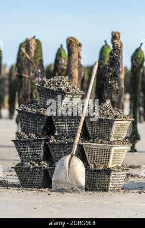 Frankreich, Somme (80), Baie de Somme, Quend-Plage, Muschelzüchter ernten Bouchot-Muscheln, der Fischer zieht die Muscheln aus den Bouchots und stellt sie auf das Traktorbett; die Arbeiter müssen dann die Netze von Hand kratzen, um die anhaftende Muschel zu entfernen Stockfoto