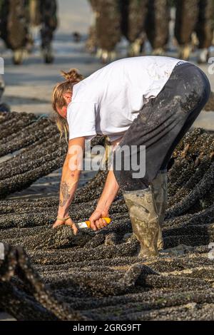 Frankreich, Somme (80), Baie de Somme, Quend-Plage, Muschelbauern ernten Bouchot-Muscheln - die Seile mit dem Spat werden entnommen, auf die richtige Länge geschnitten, das PVC-Rohr wird verwendet, um ein Schutznetz um den Spat zu legen; Der auf diese Weise zubereitete Spat wird auf das Traktortablett gelegt und dann als Ersatz für die erwachsenen Muscheln, die auf den Bouchots geerntet werden, verwendet Stockfoto