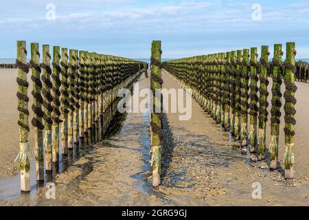 Frankreich, Somme (80), Baie de Somme, Quend-Plage, Muschelzüchter ernten Bouchot-Muscheln, nachdem die Stangen gereinigt wurden, wird der Spatel an die Spitze des Pfahls genagelt und umwickelt, sodass sich die Muscheln ansiedeln und an ihm befestigen Stockfoto