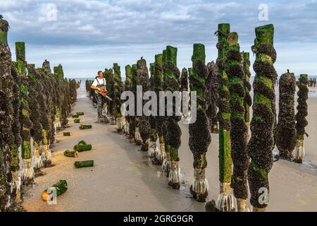 Frankreich, Somme (80), Baie de Somme, Quend-Plage, Muschelbauern ernten Bouchot-Muscheln, zuvor installierte Stapel werden auf eine einheitliche Höhe geschnitten, um die Arbeit mit der Maschine zu vereinfachen und die Ästhetik der Bouchot-Ausrichtungen zu verbessern Stockfoto