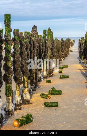 Frankreich, Somme (80), Baie de Somme, Quend-Plage, Muschelbauern ernten Bouchot-Muscheln, zuvor installierte Stapel werden auf eine einheitliche Höhe geschnitten, um die Arbeit mit der Maschine zu vereinfachen und die Ästhetik der Bouchot-Ausrichtungen zu verbessern Stockfoto