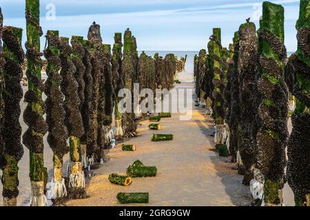 Frankreich, Somme (80), Baie de Somme, Quend-Plage, Muschelbauern ernten Bouchot-Muscheln, zuvor installierte Stapel werden auf eine einheitliche Höhe geschnitten, um die Arbeit mit der Maschine zu vereinfachen und die Ästhetik der Bouchot-Ausrichtungen zu verbessern Stockfoto