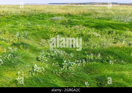 Frankreich, Somme (80), Baie de Somme, Le Crotoy, Flora der Baie de Somme, Puccinellia maritima und Aplex im oberen Teil von Schorre Stockfoto