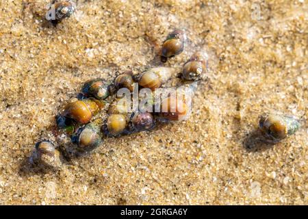 Frankreich, Somme (80), Somme Bay, Le Crotoy, Plages de la Maye, Somme Bay Nature Reserve, Hydrobia ulvae, kleine Muscheln in hoher Dichte in Somme Bay und Hauptfutter von Shelduck und anderen Vögeln Stockfoto