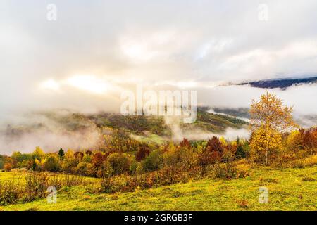 Majestätische, alleinstehende Buche an einem Hang mit sonnigen Balken im Bergtal Stockfoto