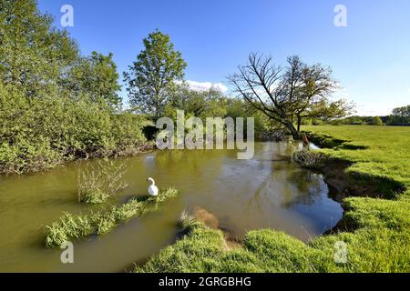 Frankreich, Territoire de Belfort, Bourbeuse-Tal, Mute Swan (Cygnus olor) Stockfoto