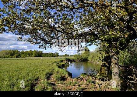 Frankreich, Territoire de Belfort, Bourbeuse-Tal, Mute Swan (Cygnus olor) Stockfoto