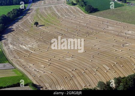 Frankreich, Doubs, Strohballen, Landwirtschaft, isolierter Baum, Luftaufnahme, Sommer Stockfoto
