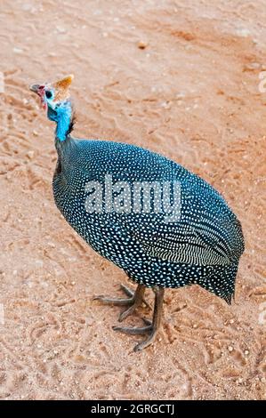 Kenia, Tsavo West National Park, helmeted guineafowl (Numida meleagris) Stockfoto