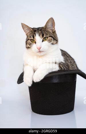 europäische Katze in einem schwarzen hohen Hut, niedliches Tierporträt Stockfoto
