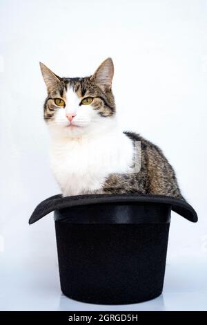 europäische Katze in einem schwarzen hohen Hut, niedliches Tierporträt Stockfoto