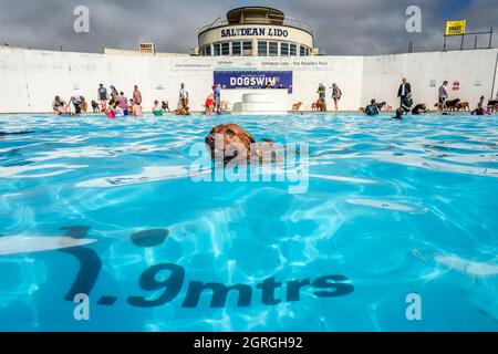 Saltdean, 25. September 2021: Die jährliche Hundeschwimmen-Session am Ende der Saison im Saltdean Lido war wie immer eine Ausverkaufsereignis. Stockfoto