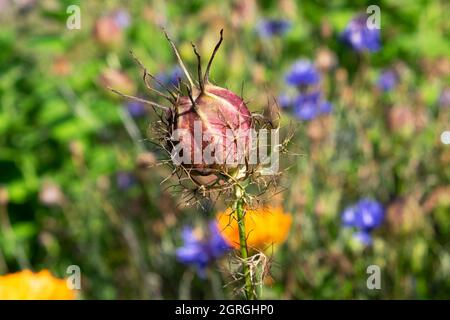 Nigella damascena Blumensamen Kopf Nahaufnahme in einem Herbstgarten mit blauen Blumen im Hintergrund September Carmarthenshire Wales UK KATHY DEWITT Stockfoto