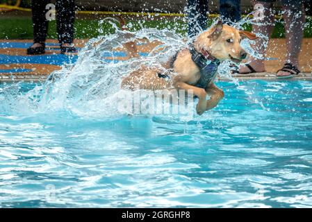 Saltdean, 25. September 2021: Die jährliche Hundeschwimmen-Session am Ende der Saison im Saltdean Lido war wie immer eine Ausverkaufsereignis. Stockfoto