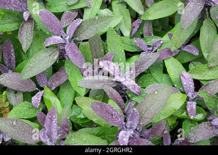 Salvia officinalis Purpurea violetter Salbei mit Wassertropfen Pflanze wächst im Herbst in einem Kräutergarten September Carmarthenshire Wales UK KATHY DEWITT Stockfoto