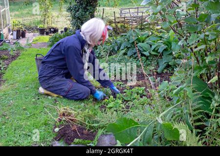 Ältere ältere ältere Frau graben Boden im Herbst September Gartenarbeit aus alten mehrjährigen Pflanzen, um neue Stauden Pflanzen Wales Großbritannien KATHY DEWITT Stockfoto