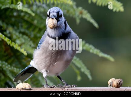 Bluejay ist eine Erdnuss auf dem Deck Stockfoto