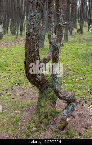 Pinienwald mit gebogenen namens Trunks 'Dancing Wald", Kurische Nehrung, Region Kaliningrad Stockfoto