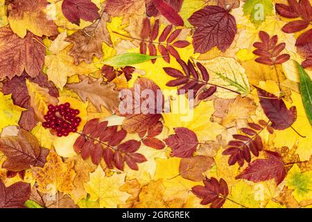 Bunte Herbstblätter und viburnum rote Beeren. Baum fallen Blatt Muster. Herbst Saison schöne Natur Hintergrund Stockfoto