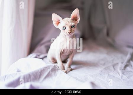 sphynx Welpe Katze Blick auf die Kamera Stockfoto