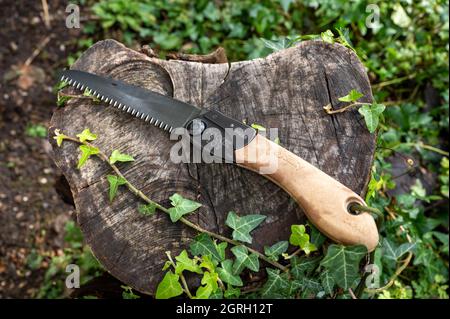 Silky Pocket Boy Klappsäge im Freien in einem Baumstumpf zum Schneiden von Holz dargestellt. Stockfoto