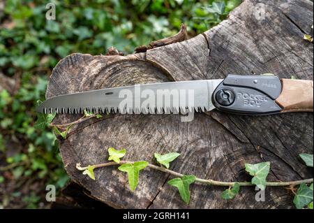 Silky Pocket Boy Klappsäge im Freien in einem Baumstumpf zum Schneiden von Holz dargestellt. Stockfoto