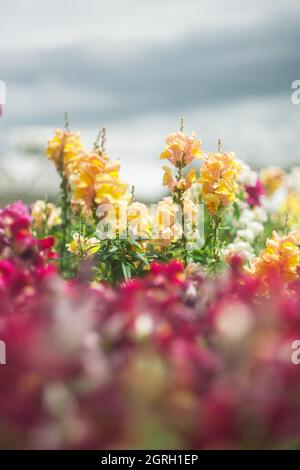 Abstraktes Blumenfeld mit einem verblurten Hintergrund Stockfoto
