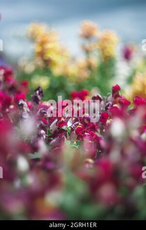 Abstraktes Blumenfeld mit einem verblurten Hintergrund Stockfoto