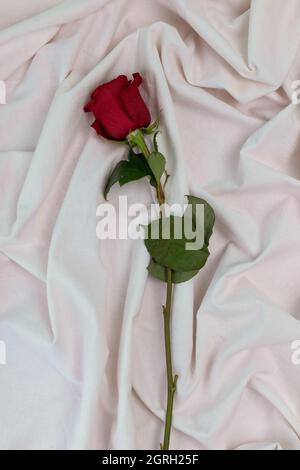 Eine rote Rose mit langem Stiel und Blättern, die auf einem weißen Stoff mit Falten im Studio liegen, Detail der Blütenblätter, romantisches valentinsgeschenk, Liebe Stockfoto