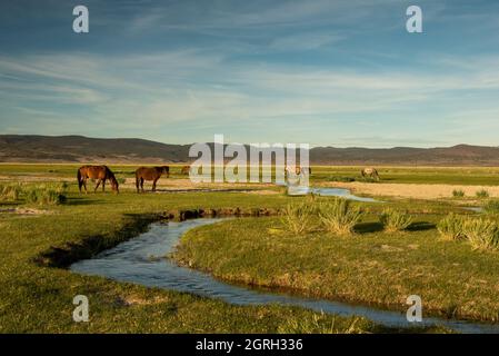 Mono Lake Wildpferde grasen am Morgen am Bach, Kalifornien, USA, mit wolkenlosem blauem Himmel-Kopierraum Stockfoto