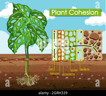 Diagramm mit dem Pflanzenzusammenhalt Stock Vektor