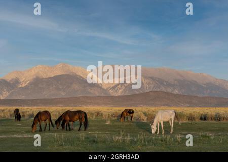 Mono Lake Wildpferde grasen morgens auf einer Wiese, mit Bergen im Hintergrund, Kalifornien, USA und wolkenlosem Blue-Sky-Kopierraum Stockfoto