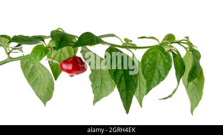 Heißeste Capsicum chinense, Habanero-Chilischote im Baumzweig, isoliert auf weißem Hintergrund Stockfoto